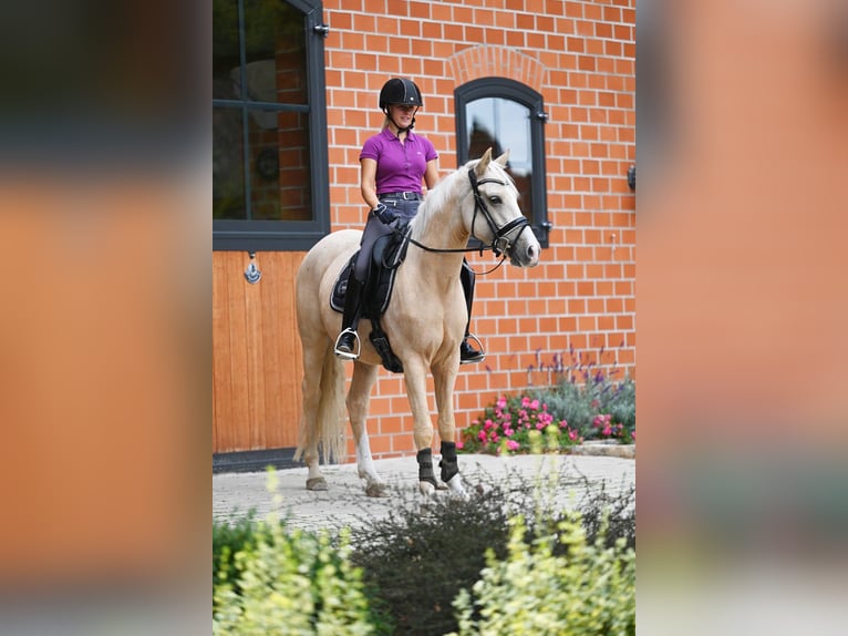 Poni alemán Caballo castrado 5 años 152 cm Palomino in Stuhr