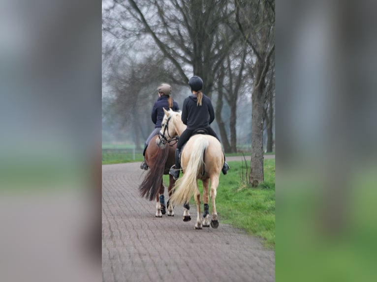 Poni alemán Caballo castrado 5 años 152 cm Palomino in Wagenfeld