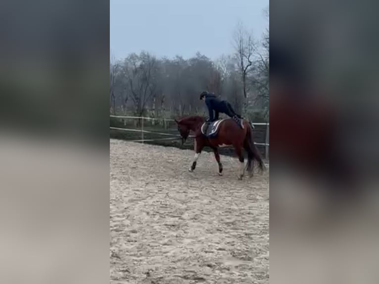 Poni alemán Caballo castrado 5 años 153 cm Alazán in Großheide