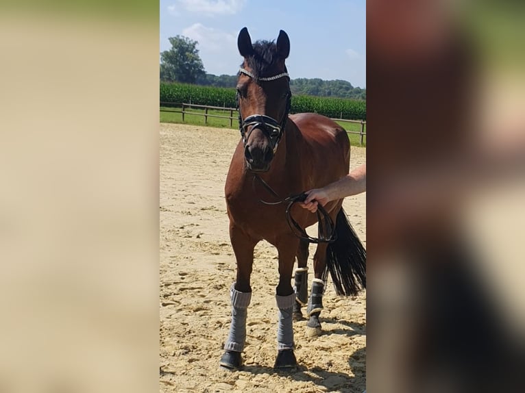 Poni alemán Caballo castrado 5 años 153 cm Castaño oscuro in Ahlen