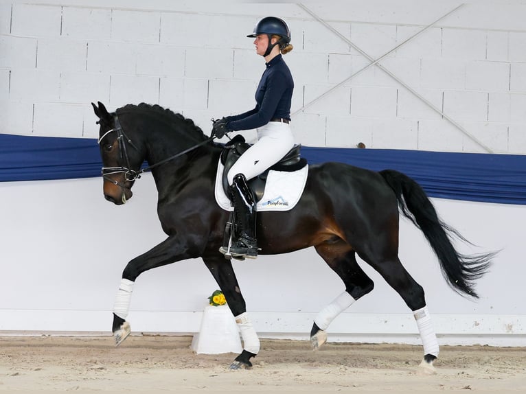 Poni alemán Caballo castrado 5 años 153 cm Castaño oscuro in Marsberg