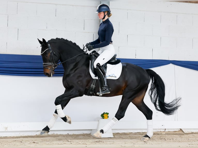 Poni alemán Caballo castrado 5 años 153 cm Castaño oscuro in Marsberg
