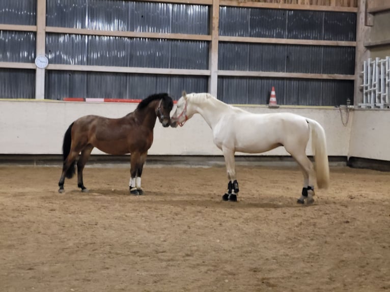 Poni alemán Caballo castrado 5 años 153 cm Palomino in Crailsheim