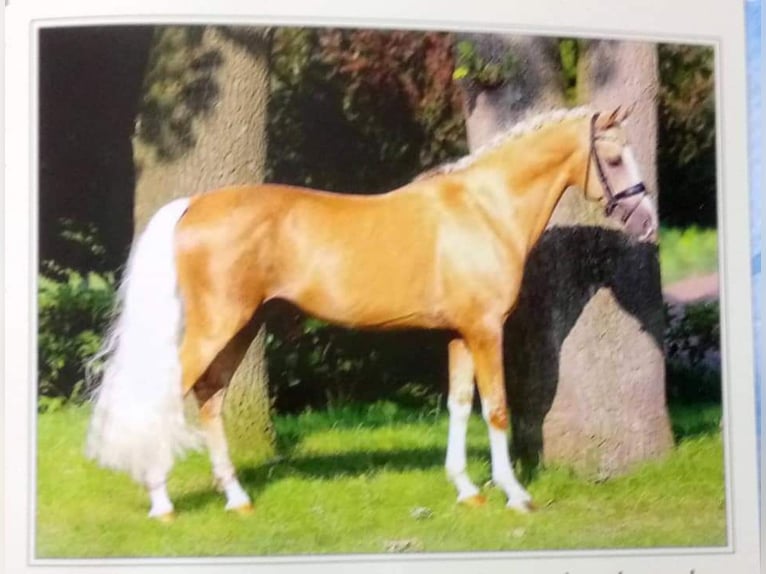 Poni alemán Caballo castrado 5 años 153 cm Palomino in Crailsheim