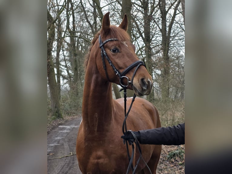 Poni alemán Caballo castrado 5 años 154 cm Pío in Wachtendonk