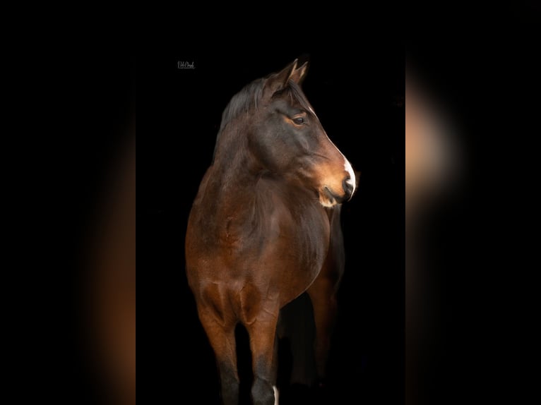 Poni alemán Caballo castrado 5 años 155 cm Castaño oscuro in Grevenbroich