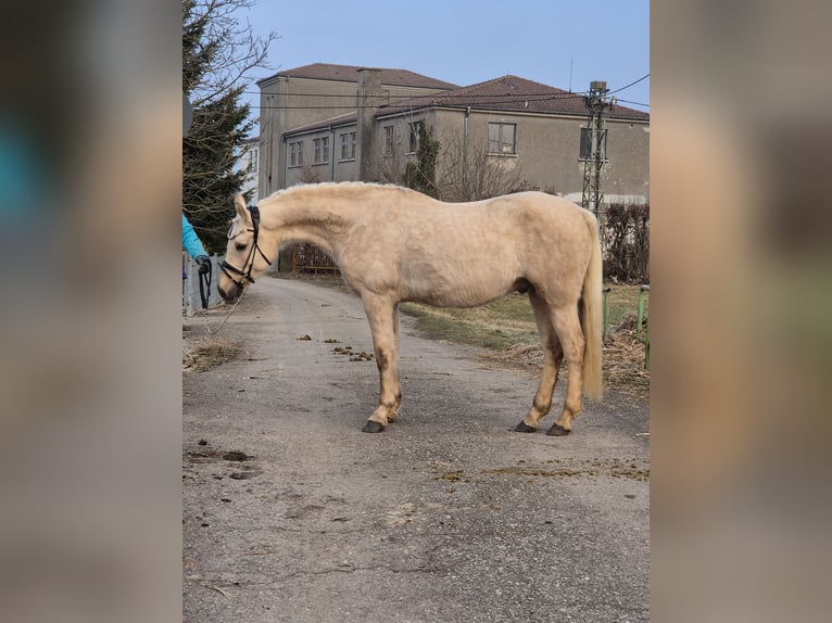 Poni alemán Caballo castrado 5 años 155 cm Palomino in Illertissen