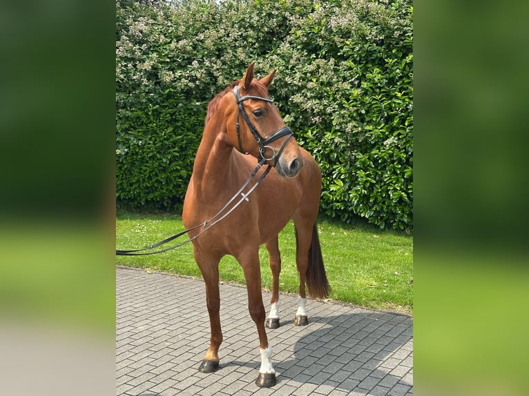 Poni alemán Mestizo Caballo castrado 5 años 157 cm Alazán in Rhauderfehn