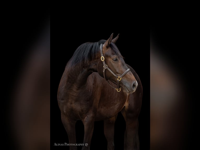 Poni alemán Caballo castrado 5 años 158 cm Castaño oscuro in Großschönau