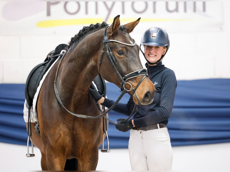 Poni alemán Caballo castrado 5 años 162 cm Castaño in Marsberg Poni alemán Caballo castrado 5 años 162 cm Castaño in Marsberg