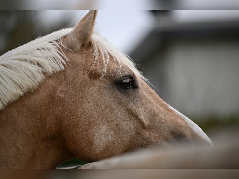 Poni alemán Caballo castrado 5 años 162 cm Palomino in Wuppertal