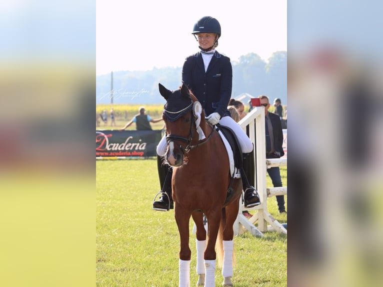 Poni alemán Caballo castrado 5 años in Neuenkirchen