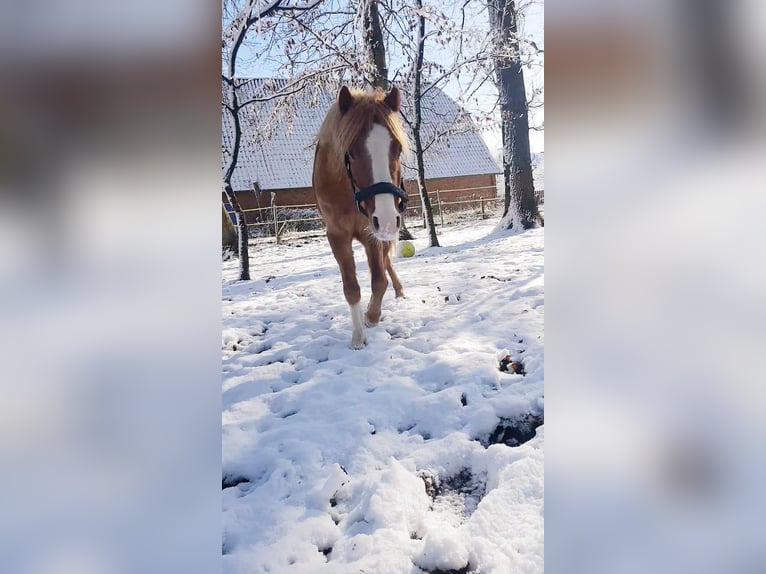 Poni alemán Mestizo Caballo castrado 6 años 120 cm Alazán in Borstel