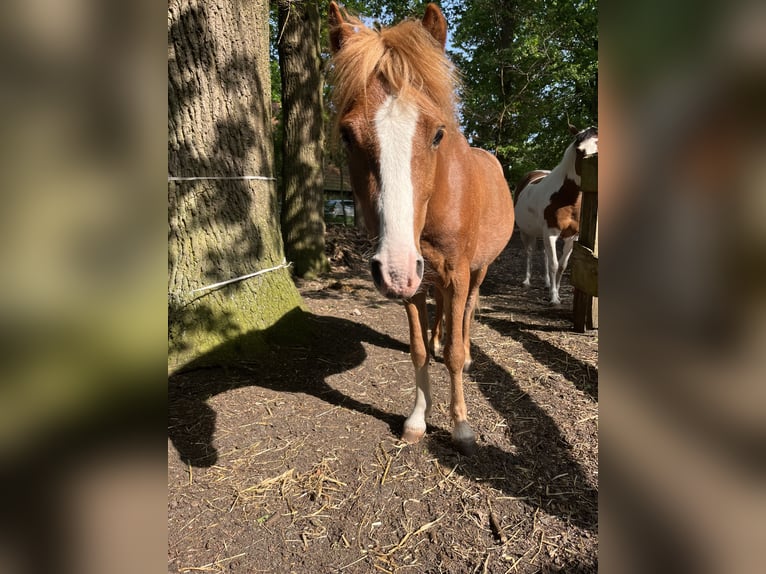 Poni alemán Mestizo Caballo castrado 6 años 120 cm Alazán in Borstel