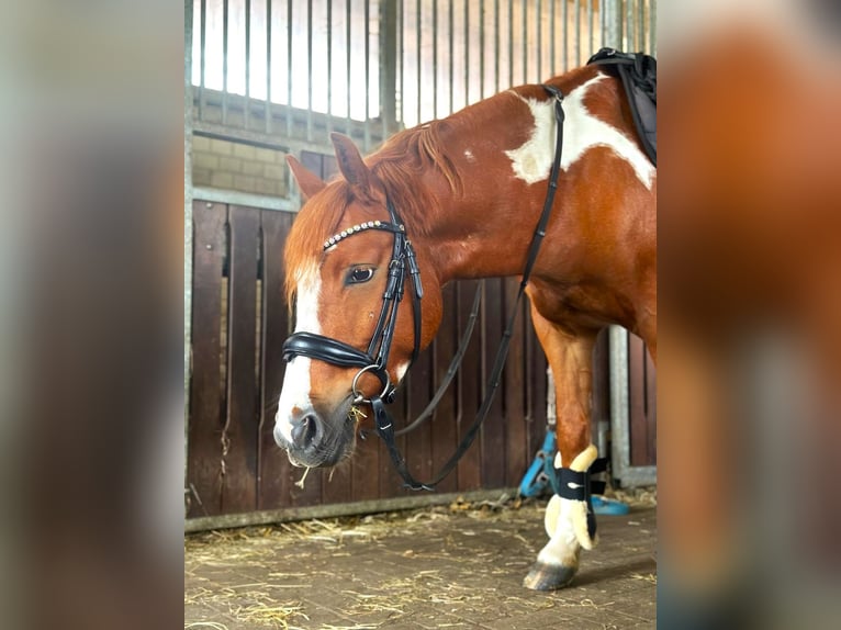 Poni alemán Caballo castrado 6 años 132 cm Pío in Dülmen