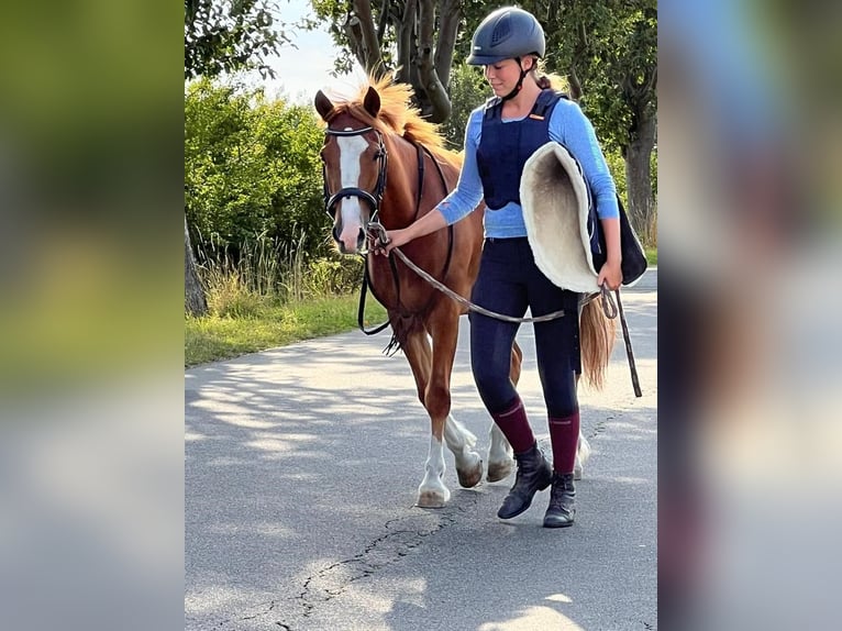 Poni alemán Mestizo Caballo castrado 6 años 134 cm Alazán in FehmarnWulfen