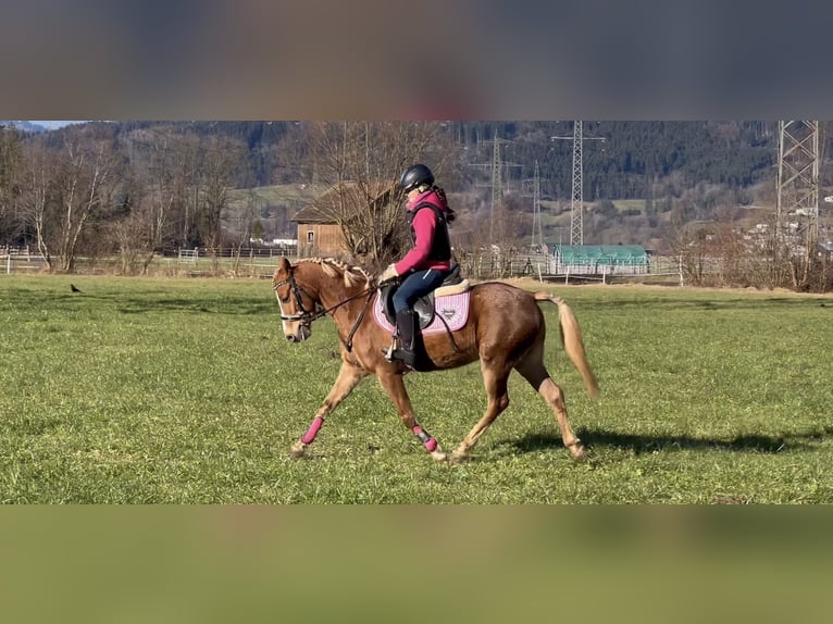 Poni alemán Caballo castrado 6 años 138 cm Alazán in Schlins