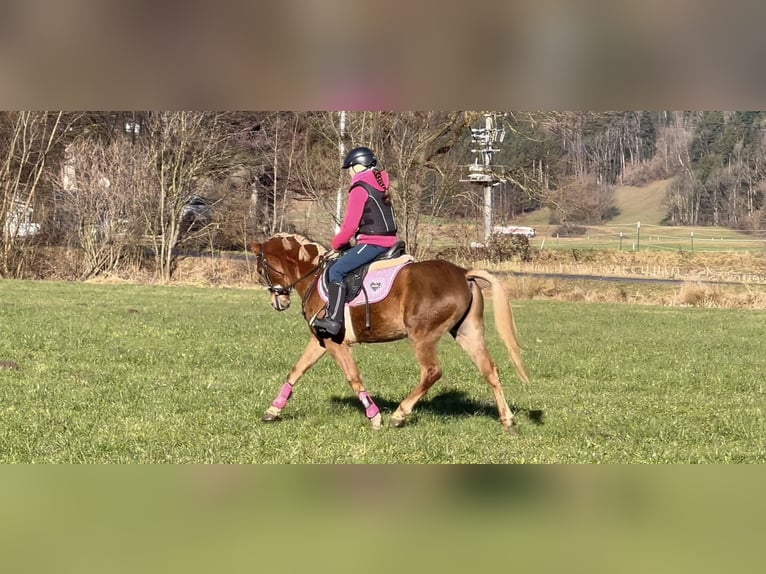 Poni alemán Caballo castrado 6 años 138 cm Alazán in Schlins