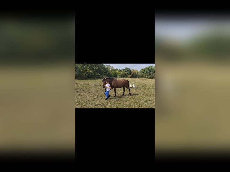 Poni alemán Mestizo Caballo castrado 6 años 138 cm Castaño oscuro in Erfurt