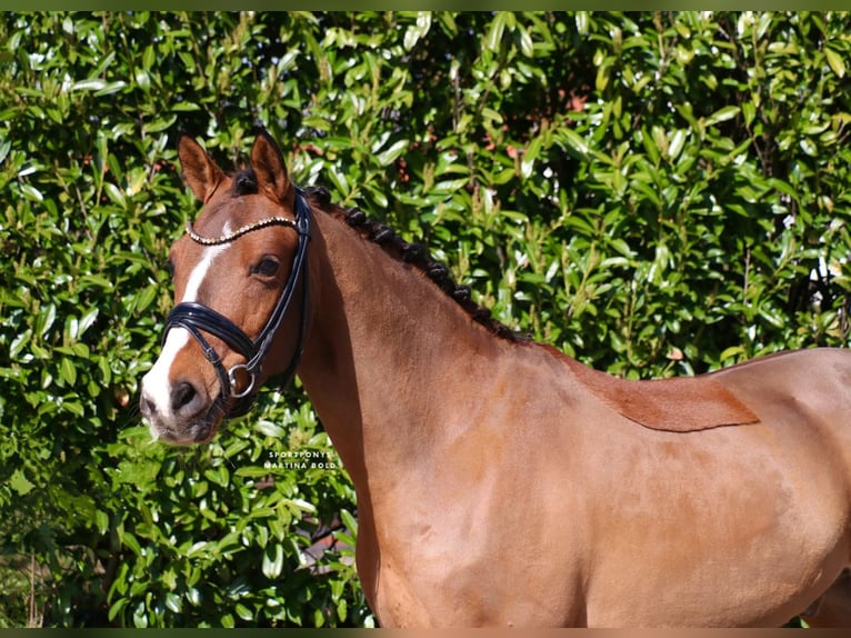Poni alemán Caballo castrado 6 años 139 cm Castaño in Recke, bei Osnabrück