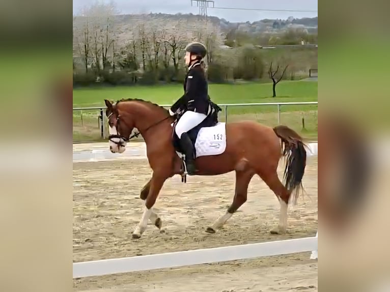 Poni alemán Caballo castrado 6 años 142 cm Alazán-tostado in Reiskirchen