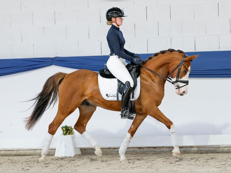 Poni alemán Caballo castrado 6 años 142 cm Bayo in Marsberg