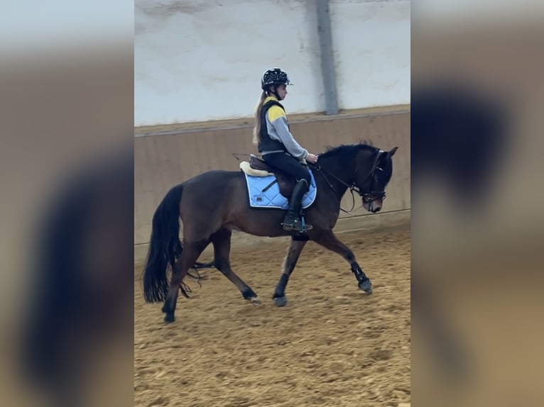 Poni alemán Caballo castrado 6 años 142 cm Castaño in Sinzig