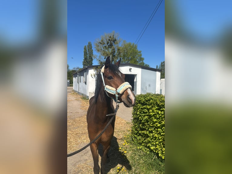Poni alemán Caballo castrado 6 años 142 cm Castaño oscuro in Hannover