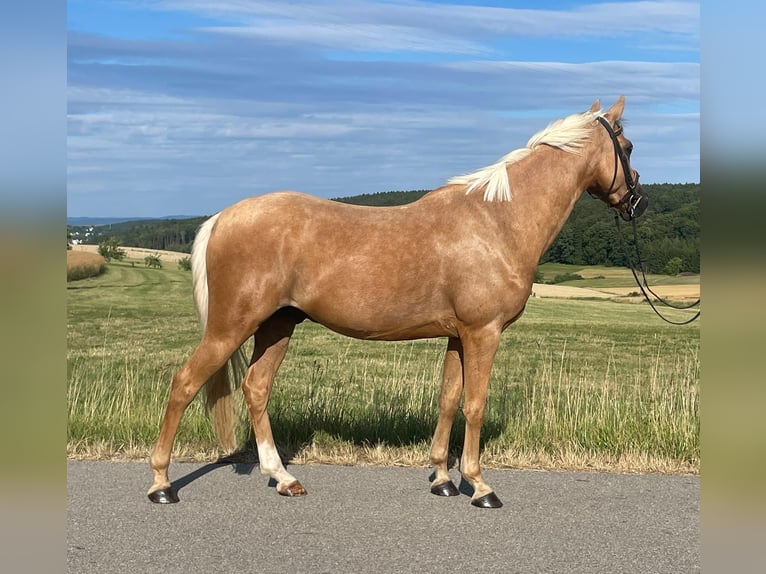 Poni alemán Mestizo Caballo castrado 6 años 142 cm Palomino in Deuerling