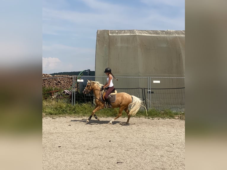 Poni alemán Mestizo Caballo castrado 6 años 142 cm Palomino in Deuerling