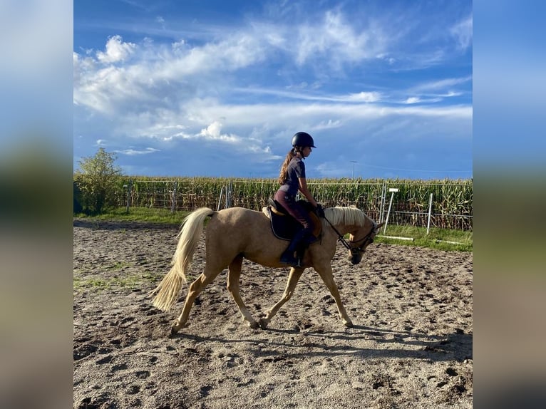 Poni alemán Mestizo Caballo castrado 6 años 142 cm Palomino in Deuerling