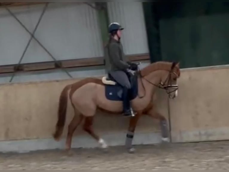 Poni alemán Caballo castrado 6 años 143 cm Alazán in Freienwill