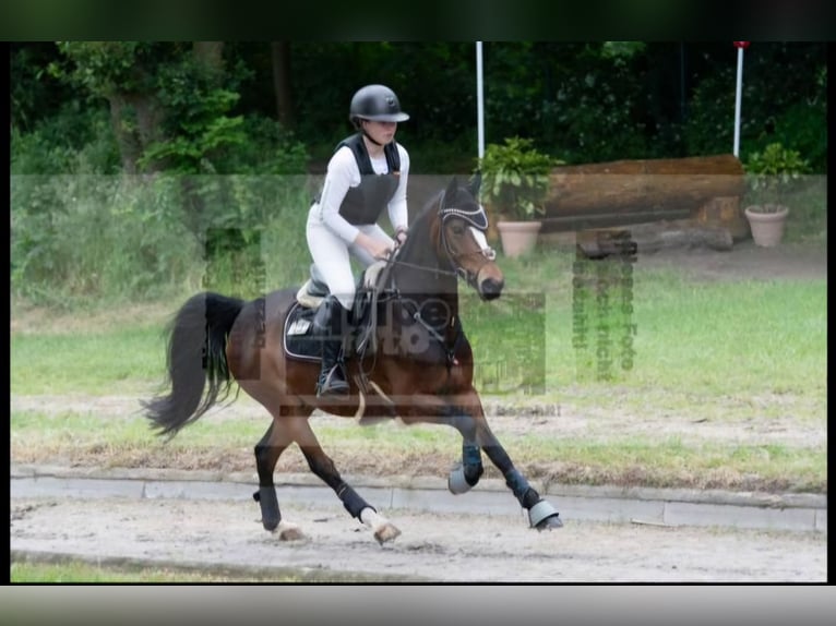 Poni alemán Caballo castrado 6 años 143 cm Castaño oscuro in Nettetal