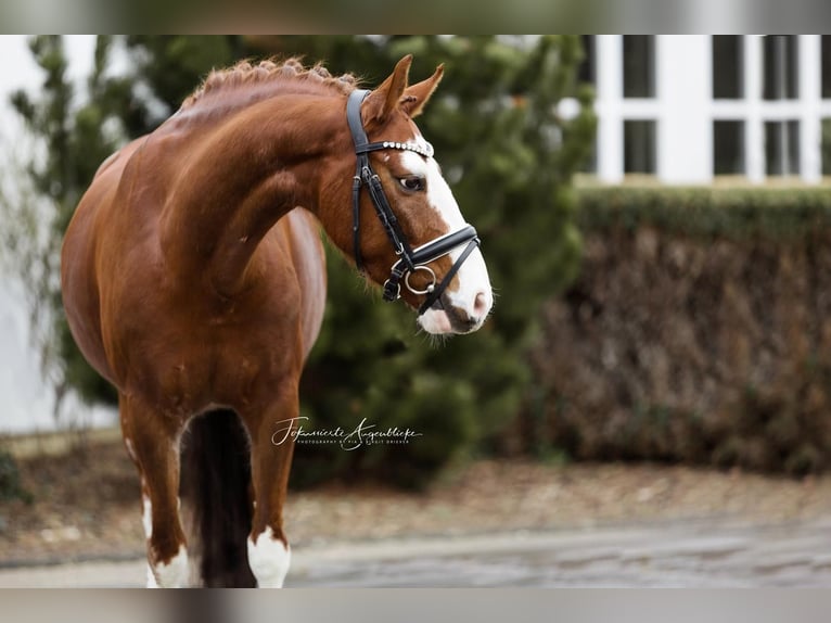 Poni alemán Caballo castrado 6 años 144 cm Alazán in Hennef