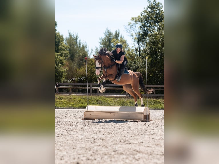 Poni alemán Caballo castrado 6 años 144 cm Alazán-tostado in Reiskirchen