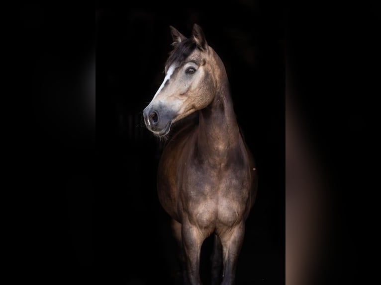 Poni alemán Caballo castrado 6 años 145 cm Buckskin/Bayo in Versmold