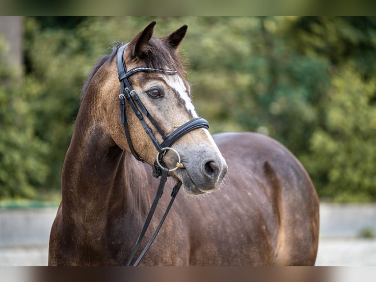 Poni alemán Caballo castrado 6 años 145 cm Buckskin/Bayo in Versmold