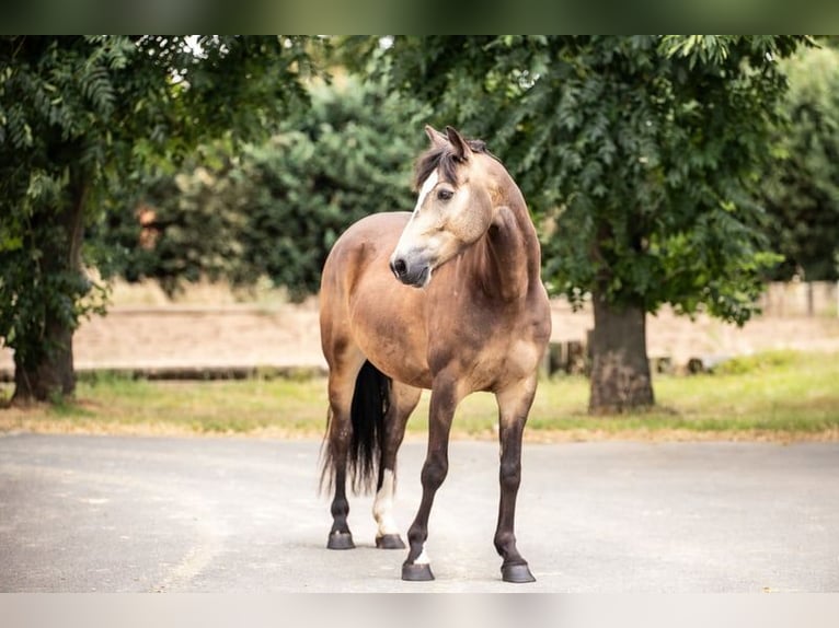 Poni alemán Caballo castrado 6 años 145 cm Buckskin/Bayo in Versmold