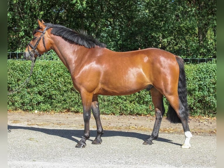 Poni alemán Caballo castrado 6 años 145 cm Castaño in Wardenburg