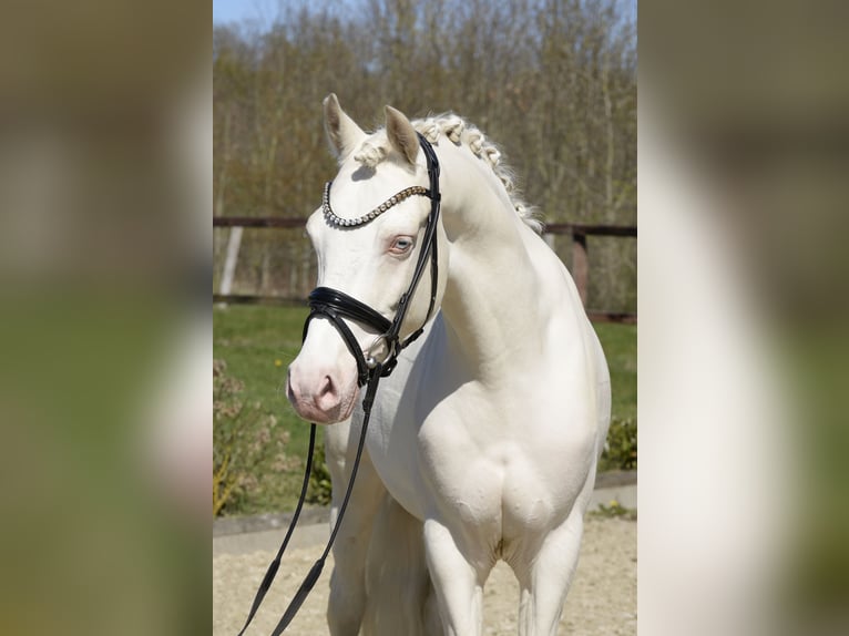 Poni alemán Caballo castrado 6 años 145 cm Cremello in Sassenberg