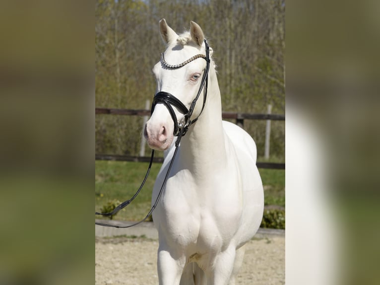 Poni alemán Caballo castrado 6 años 145 cm Cremello in Sassenberg