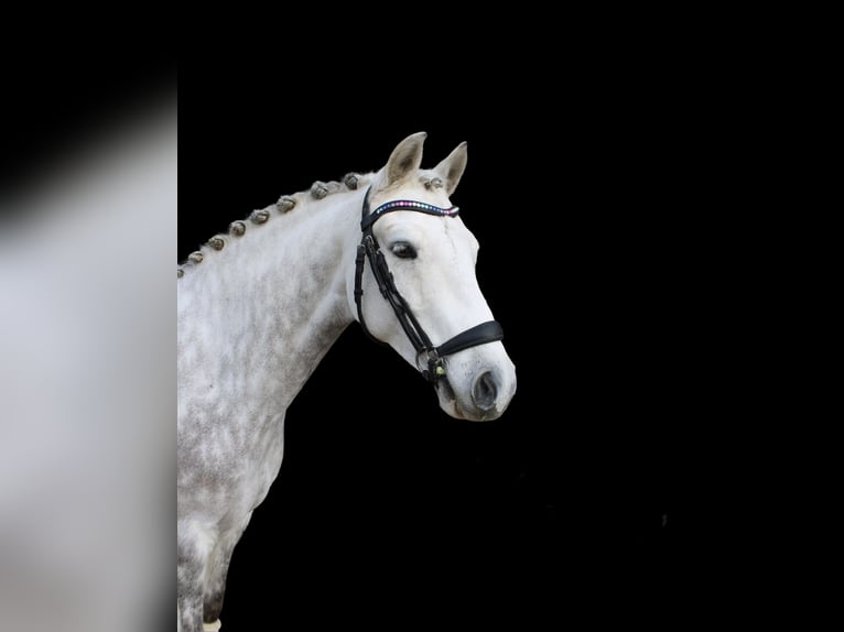 Poni alemán Caballo castrado 6 años 145 cm Tordo rodado in Wesel