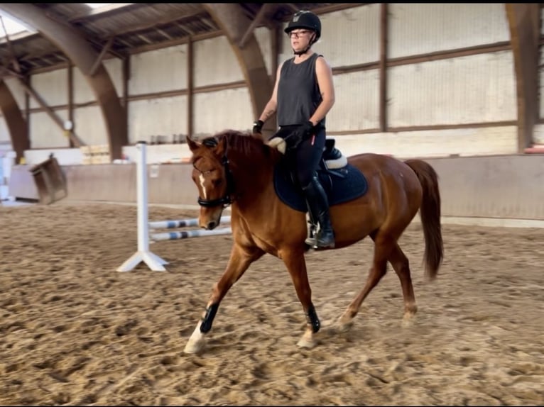 Poni alemán Caballo castrado 6 años 146 cm Alazán in Böhnhusen