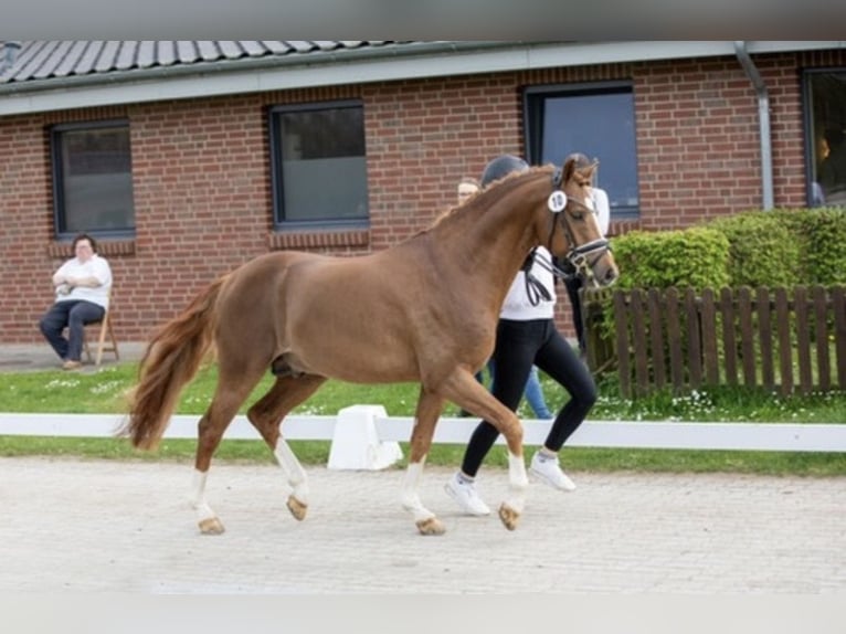 Poni alemán Caballo castrado 6 años 146 cm Alazán-tostado in Marsberg