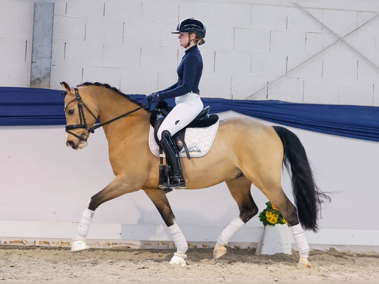 Poni alemán Caballo castrado 6 años 146 cm Bayo in Marsberg