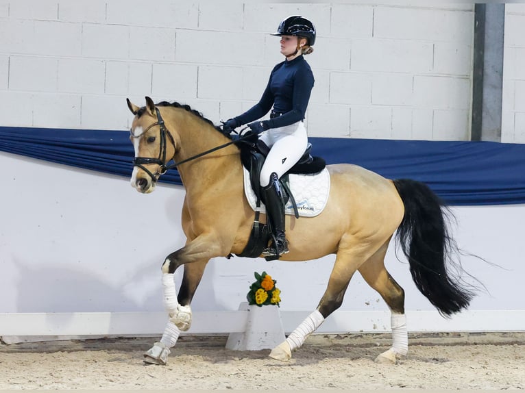 Poni alemán Caballo castrado 6 años 146 cm Bayo in Marsberg