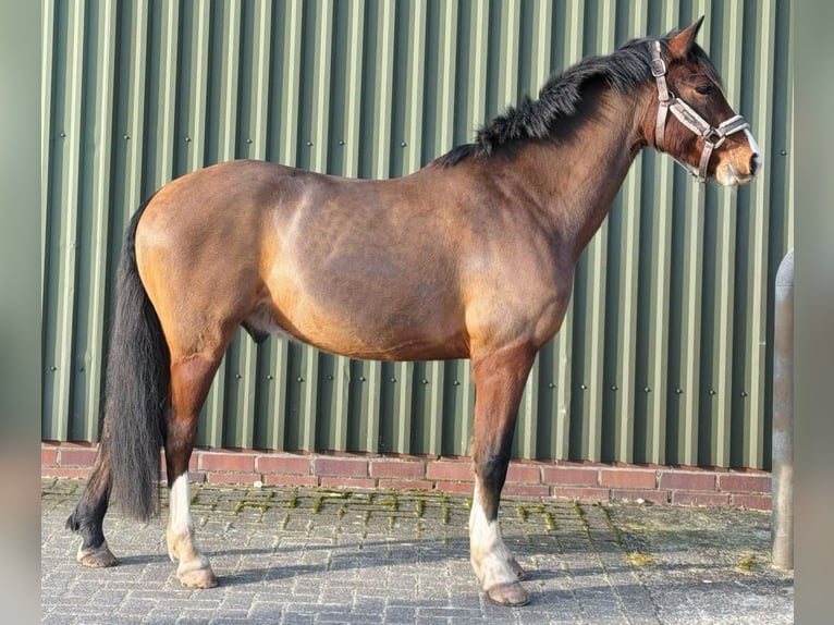 Poni alemán Caballo castrado 6 años 146 cm Castaño in Rastede