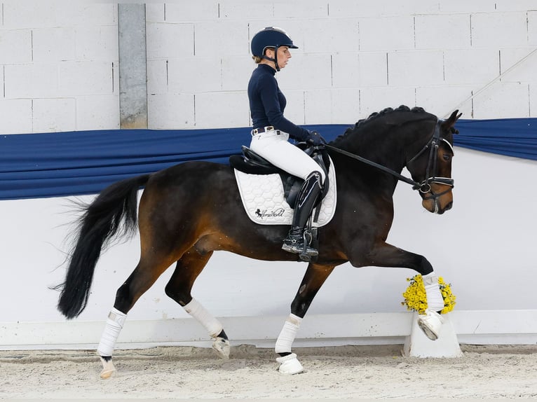 Poni alemán Caballo castrado 6 años 146 cm Castaño oscuro in Marsberg Poni alemán Caballo castrado 6 años 146 cm Castaño oscuro in Marsberg