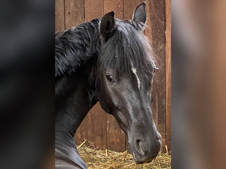 Poni alemán Caballo castrado 6 años 146 cm Negro in Heroldstatt Ennabeuren
