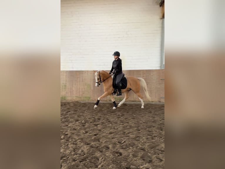 Poni alemán Caballo castrado 6 años 146 cm Palomino in Jersbek